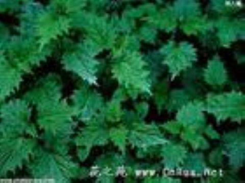 Sell Nettle Extract(3,4-Divanillyltetrahydrofuran)